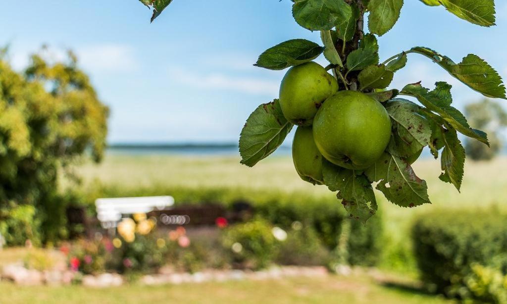 Haus Am Bodden 03 Leilighet Ahrenshoop Eksteriør bilde